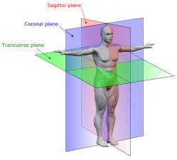 Abs End Strength Diagram